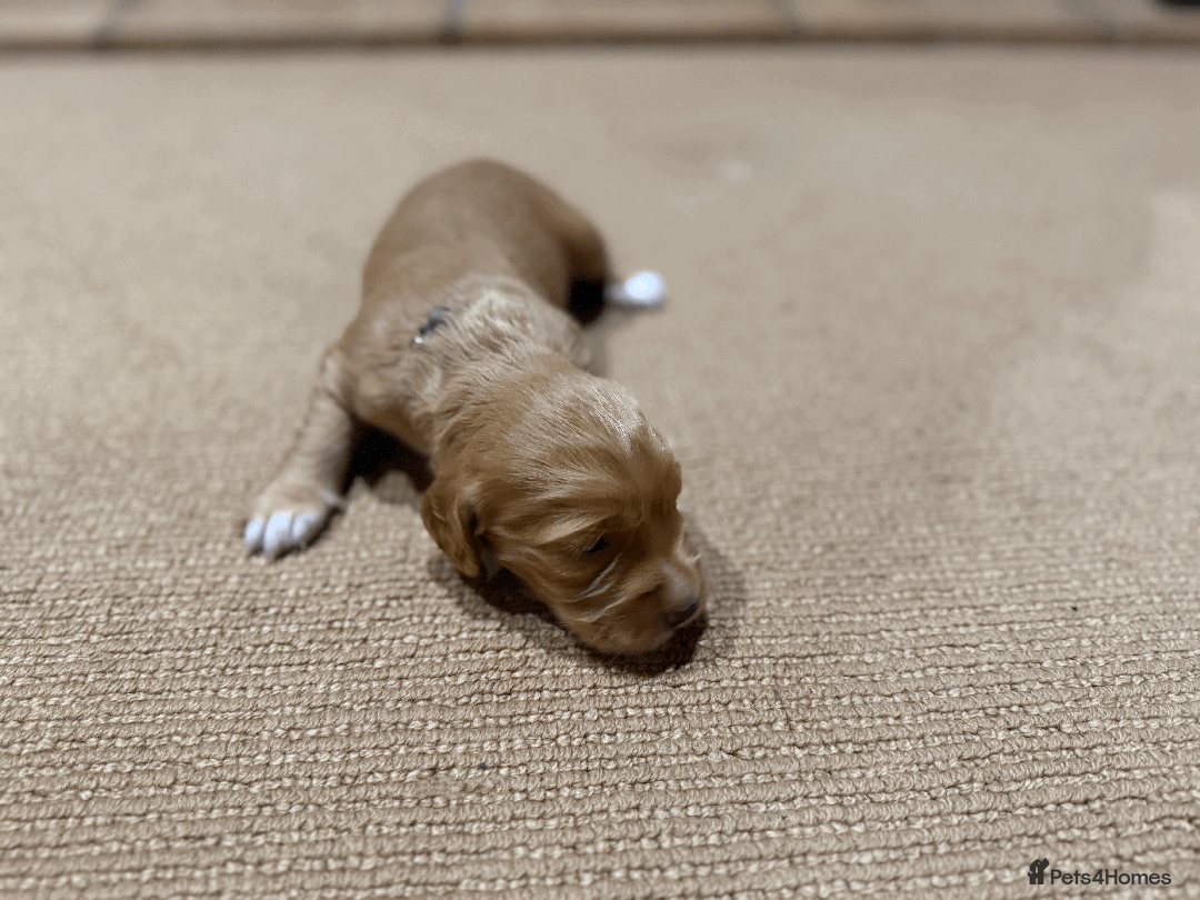 Cocker Spaniel dogs for sale: Lemon Cocker Spaniels ( Four Girls ) - Advert 9