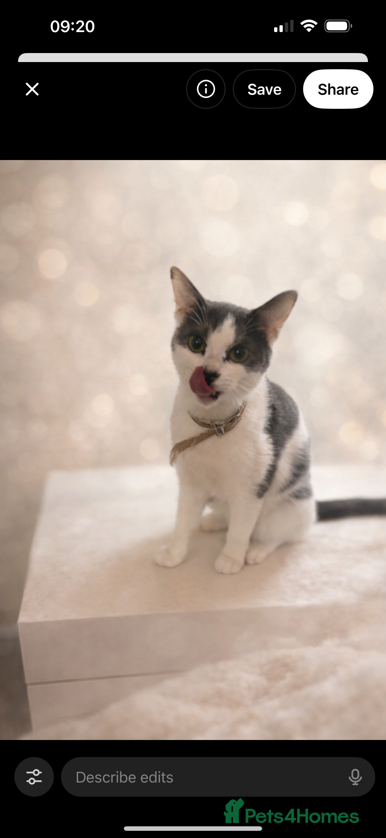 Mixed Breed cats Beautiful mixed breed kittens  - Advert 1