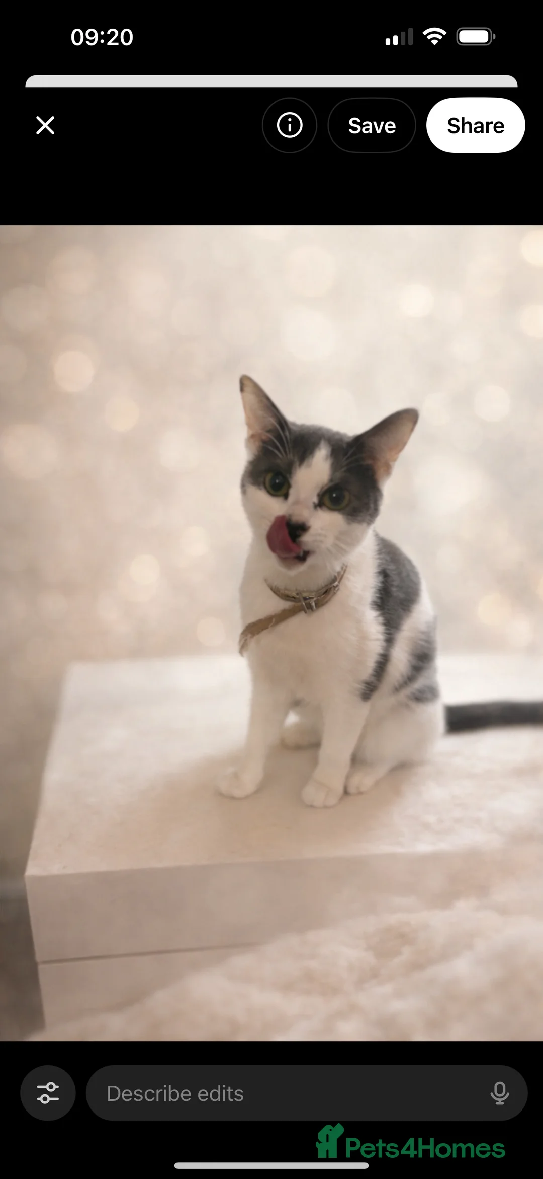 Mixed Breed cats for sale: Beautiful mixed breed kittens  - Advert 1