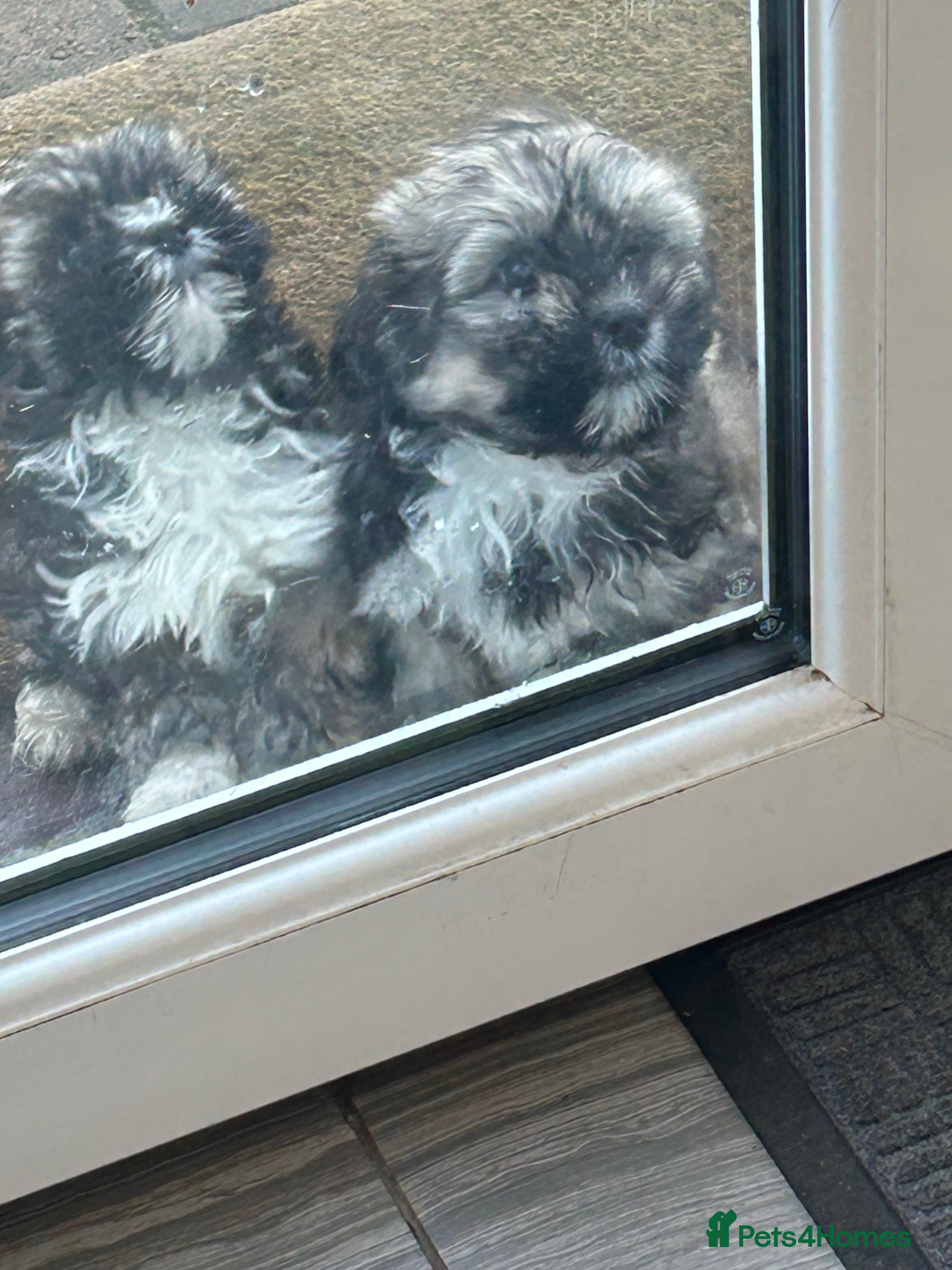 Havanese dogs KC Registered Havanese Puppies  - Advert 3