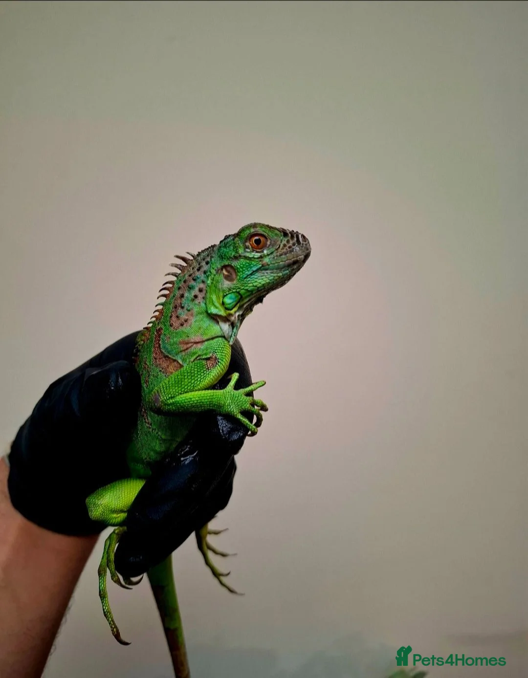 Iguana reptiles for sale: Baby green iguanas  - Advert 1