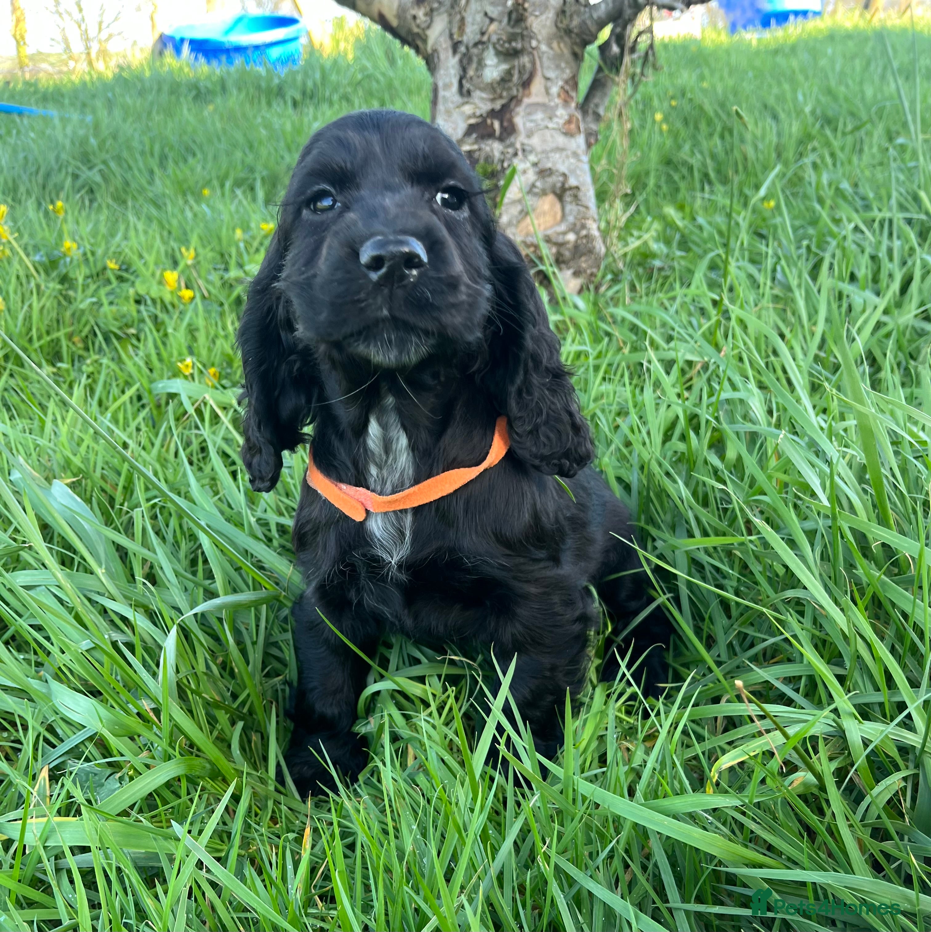 Cocker Spaniel dogs Stunning show type cocker spaniel puppies  - Advert 4