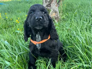 Cocker Spaniel dogs Stunning show type cocker spaniel puppies - Advert 4
