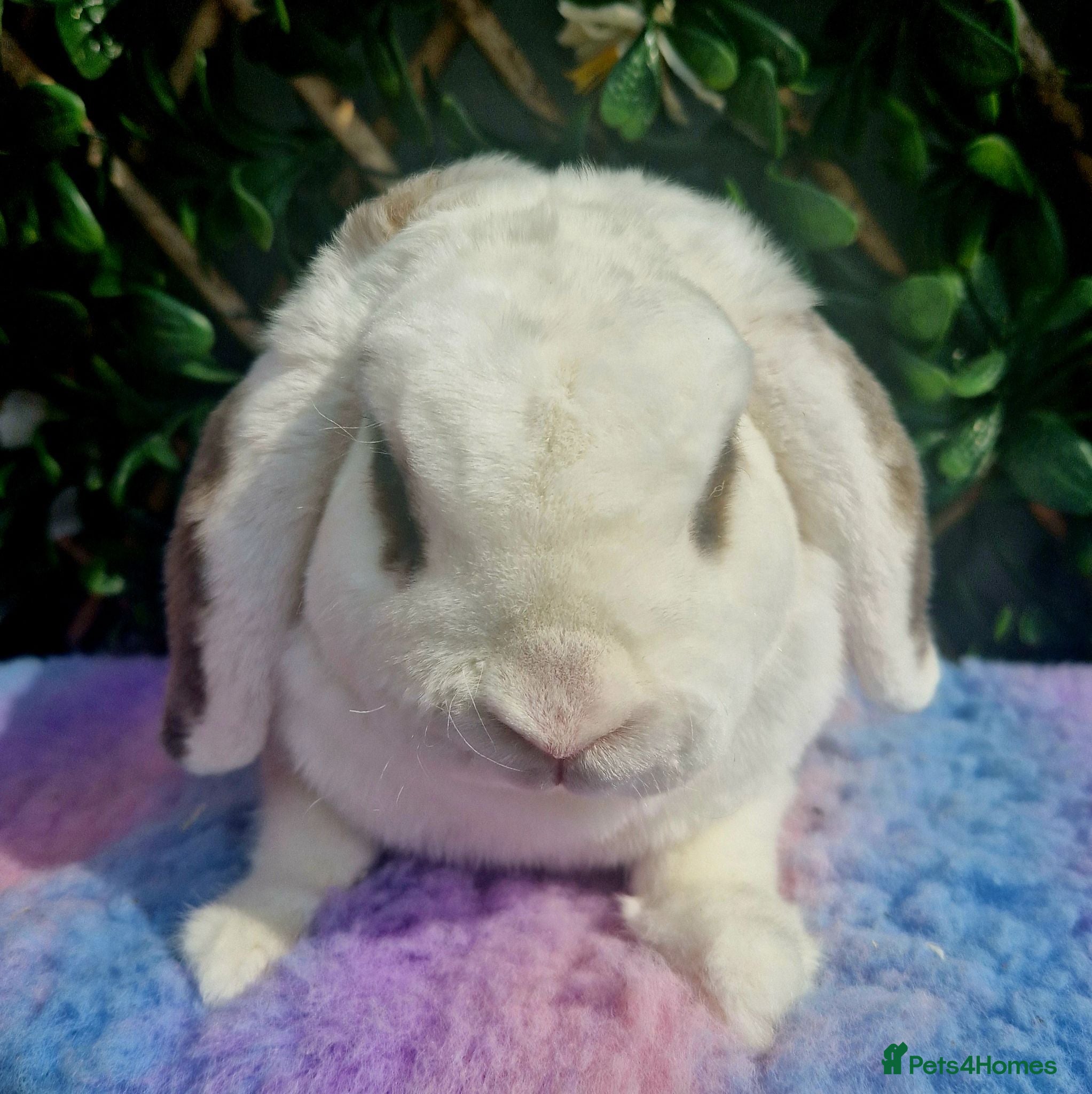Mini Lop rabbits Miniature plush lop buck (castrated) - Advert 2