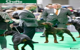 Dobermann dogs for sale: 🐾 Black Females available / Kc Puppies🐾 - Image 15
