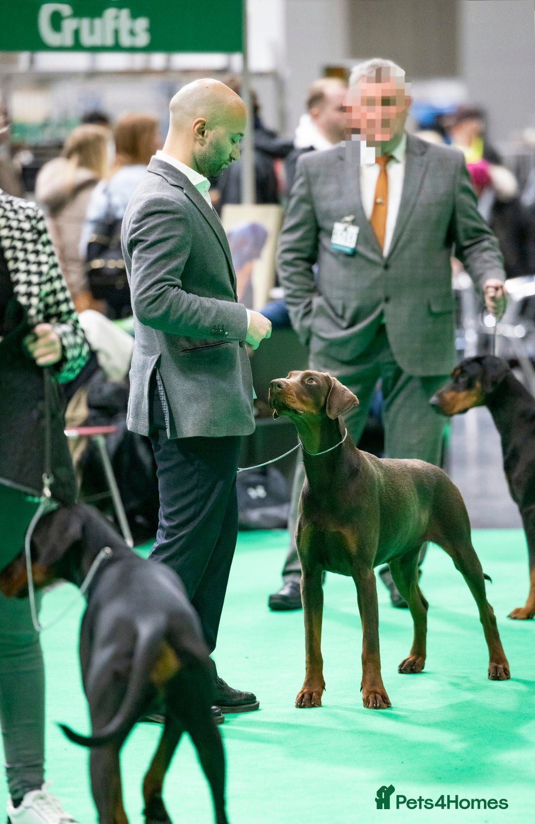 Dobermann dogs for sale: 🐾 Black Females available / Kc Puppies🐾 - Image 15