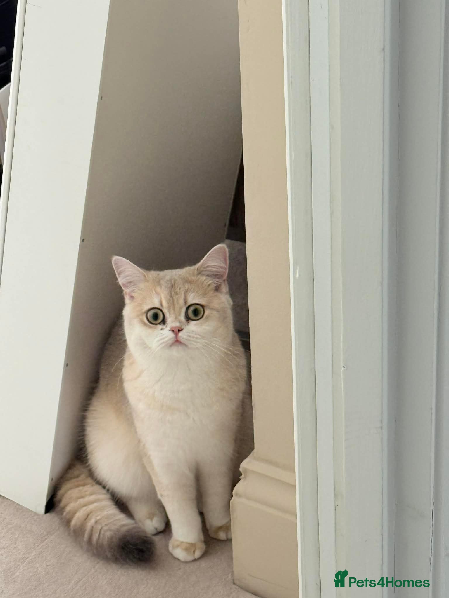 Scottish Fold cats TICA Registered Scottish Straight (from Viva Fold) - Advert 3