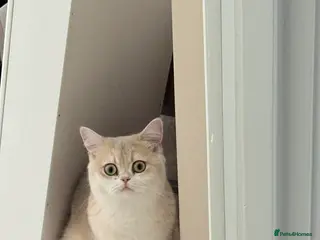 Scottish Fold cats TICA Registered Scottish Straight (from Viva Fold) - Advert 3