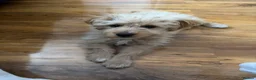 Jackapoo dogs for sale: 14 week Jackapoo - Advert 3
