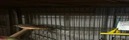 Finches birds for sale: 6 beautiful finches two proven pairs ,two female - Advert 11