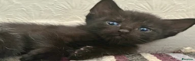 Sooty
