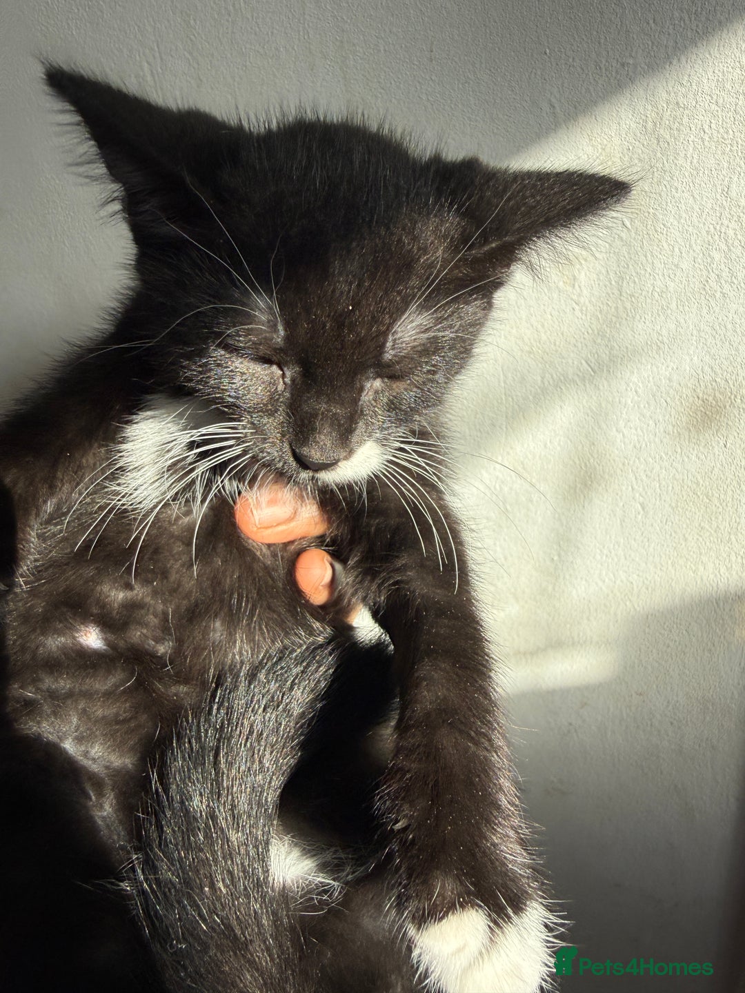 Mixed Breed cats for sale: Mixed Breed Kitten - Image 3