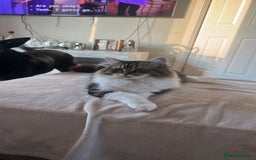 Mixed Breed cats for sale: 10 month old kitten - boy  - Image 3