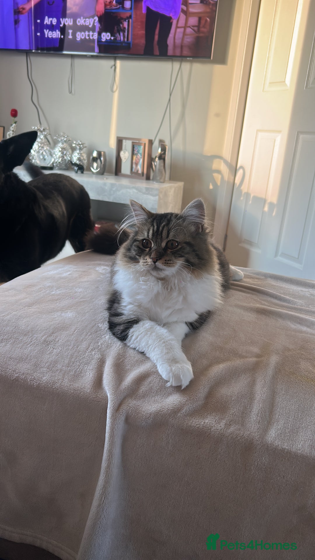 Mixed Breed cats for sale: 10 month old kitten - boy  - Image 3