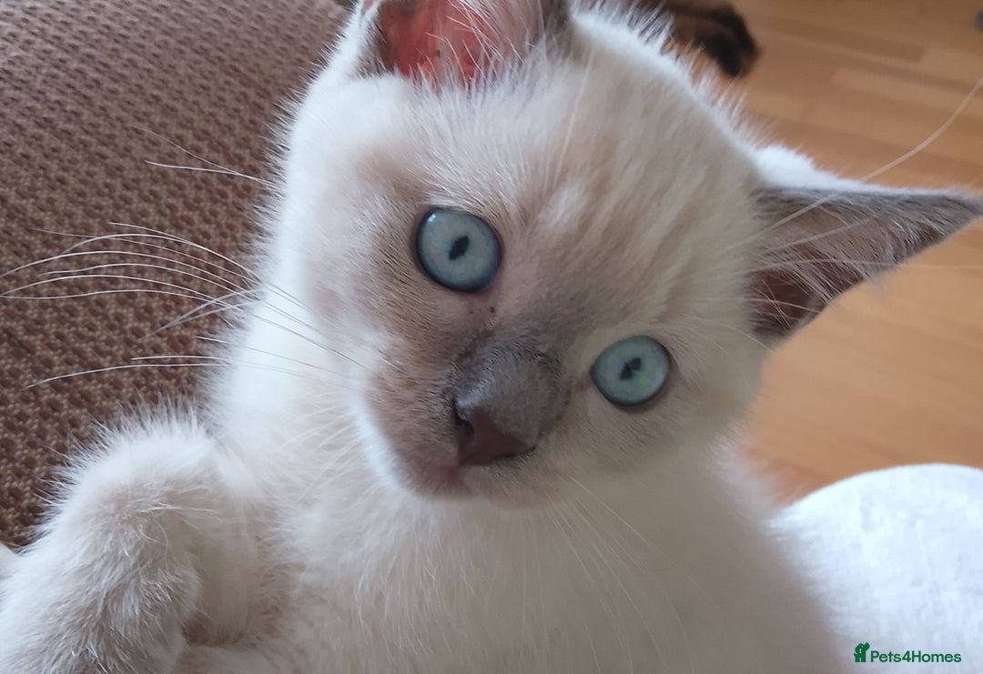 Ragdoll cats for sale: Ragdoll and BSH rare colour kittens (5 left) - Image 12
