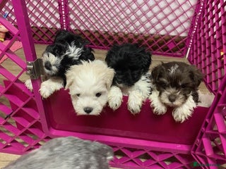 Miniature Schnauzer dogs 5* LICENSED KC MINI (TOY) SCHNAUZER LITTER - Advert 18