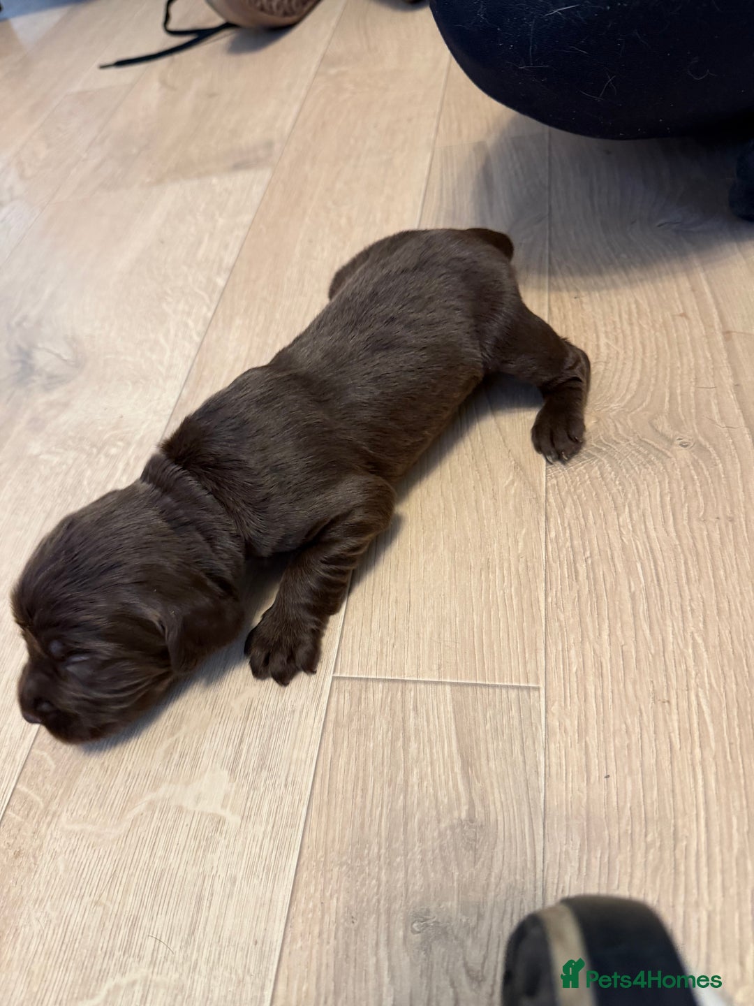 Sprollie dogs for sale: 6 Male Sprollies For Sale - Advert 11