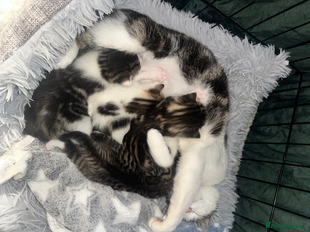 Domestic Shorthair cats for sale: 4 beautiful 3 week old kittens  in Rugeley - Image 6