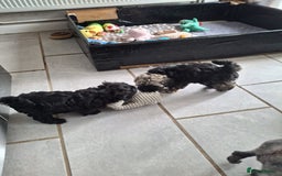 Shihpoo dogs for sale: Shih-poo on shih-poo Puppies  - Image 18