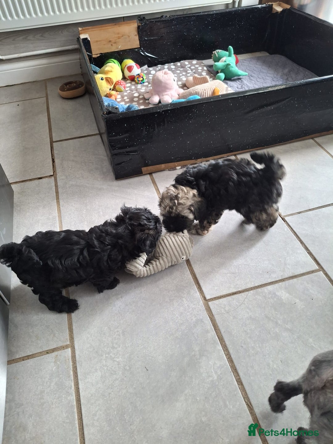 Shihpoo dogs for sale: Shih-poo on shih-poo Puppies  - Image 18