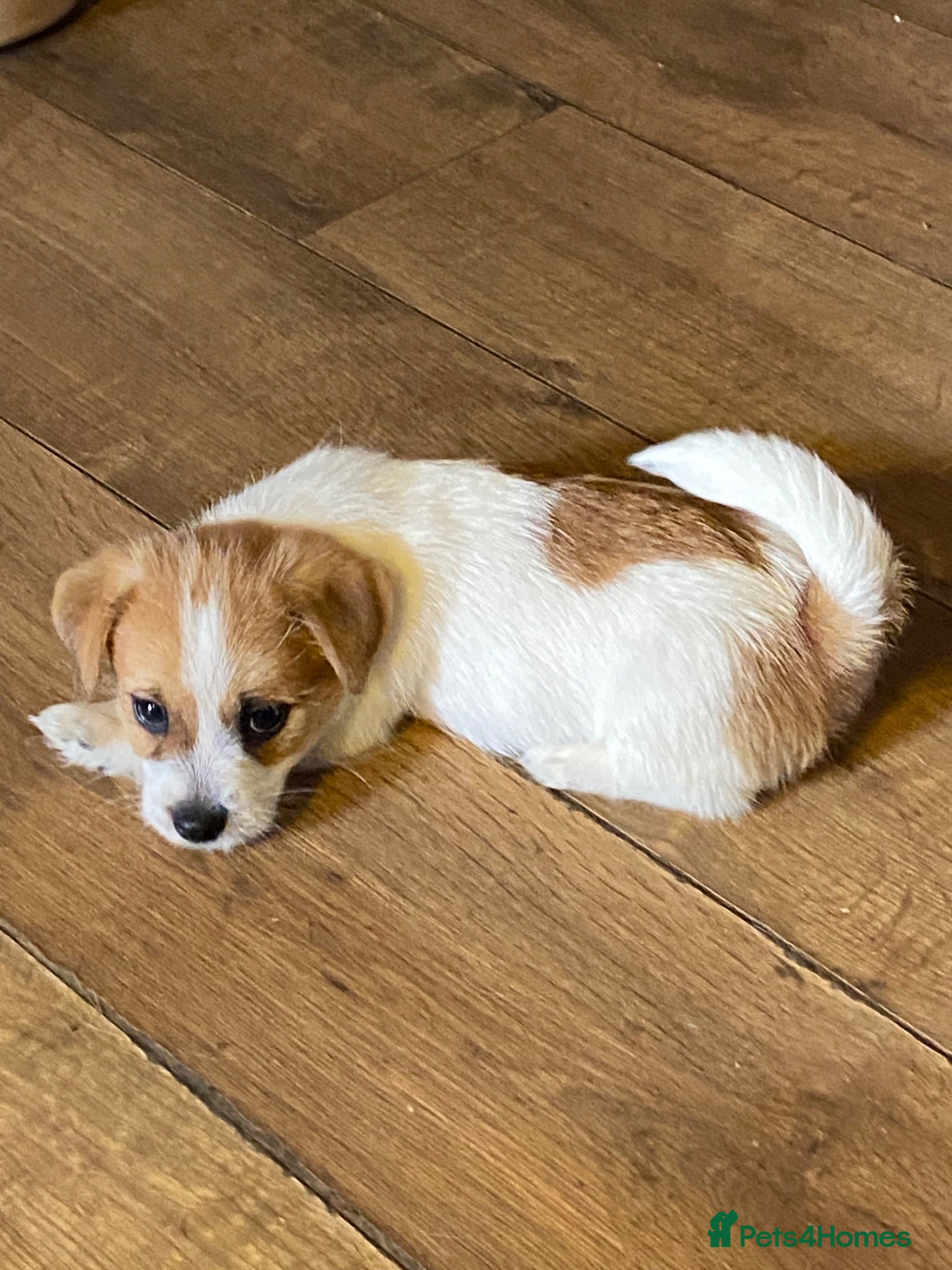 Mixed Breed dogs READY NOW.. Jackrussell x puppies  - Advert 12