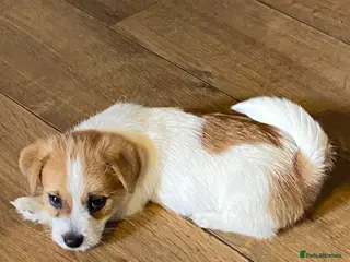 Mixed Breed dogs READY NOW.. Jackrussell x puppies - Advert 12