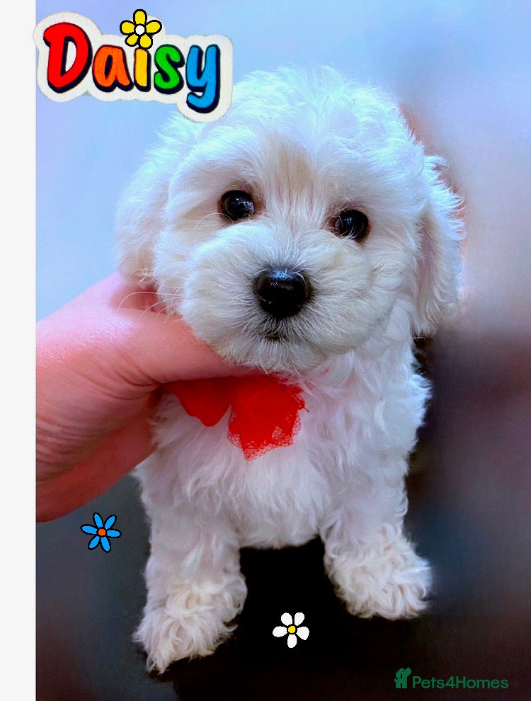 Maltipoo dogs Daisy 🌼 Maltipoo girl, 11 weeks old -ready to go - Advert 7