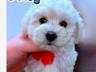 Maltipoo dogs Daisy 🌼 Maltipoo girl, 11 weeks old -ready to go - Advert 3