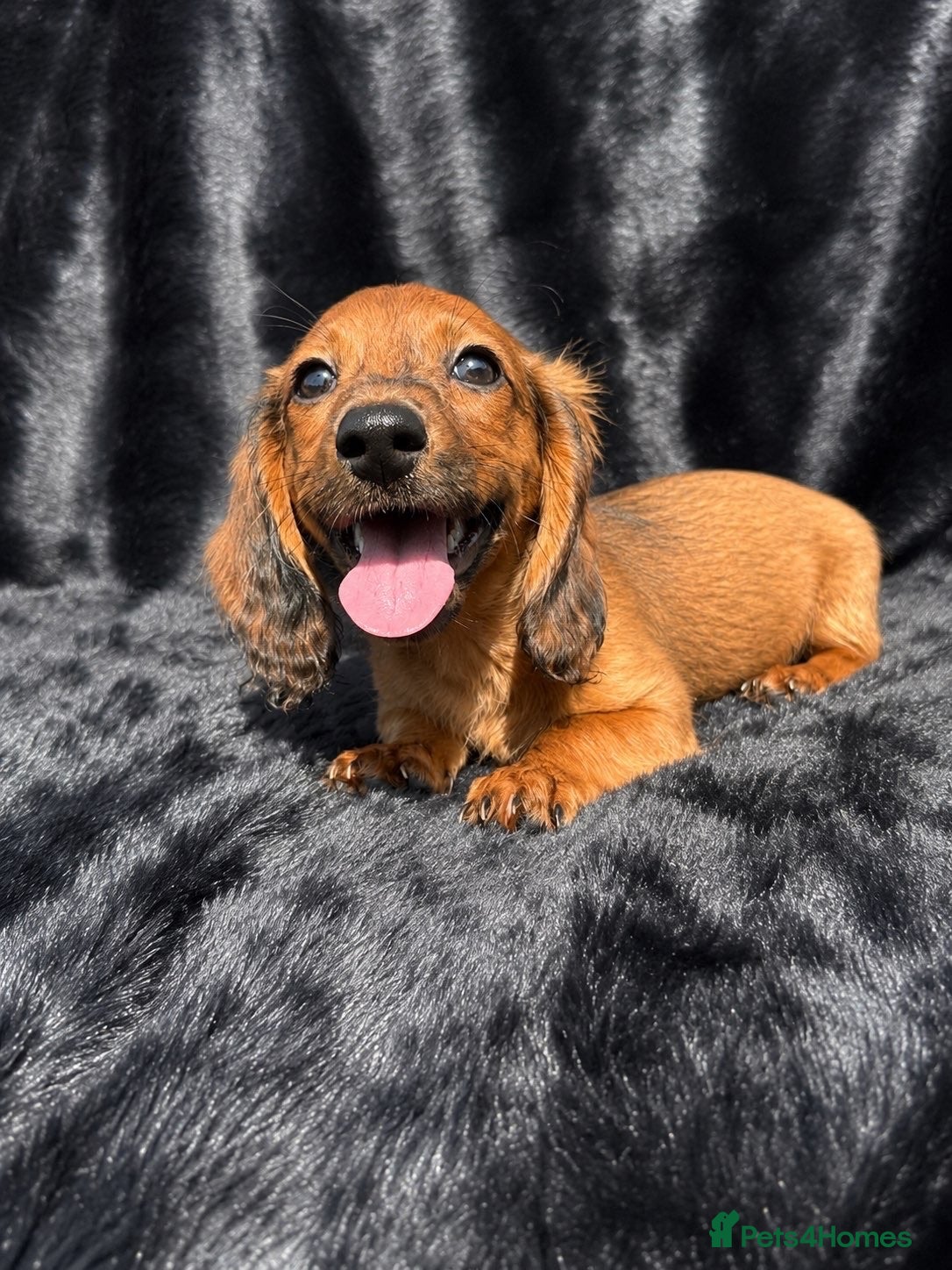 Miniature Dachshund dogs Adorable miniature dachshund puppies  - Advert 1