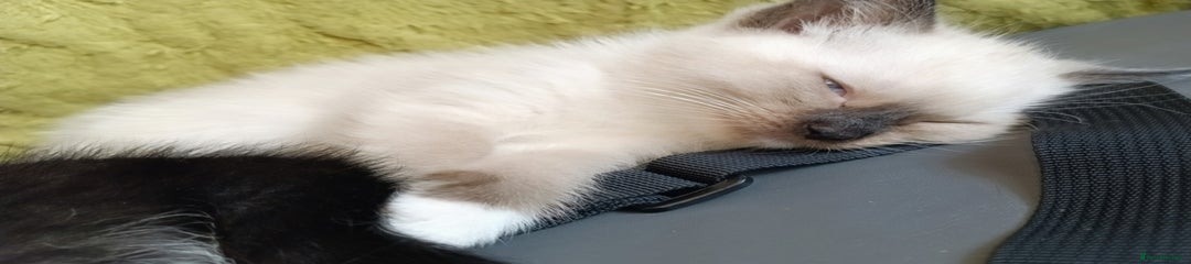 Ragdoll Kitten 2