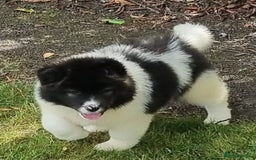 Akita dogs for sale: Akita pups READY in Sunderland - Image 6