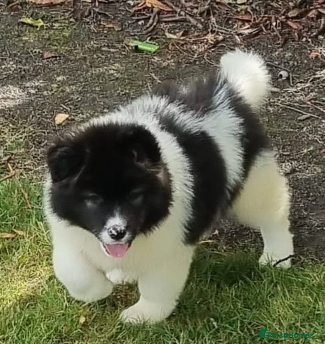 Akita dogs for sale: Akita pups READY in Sunderland - Image 6