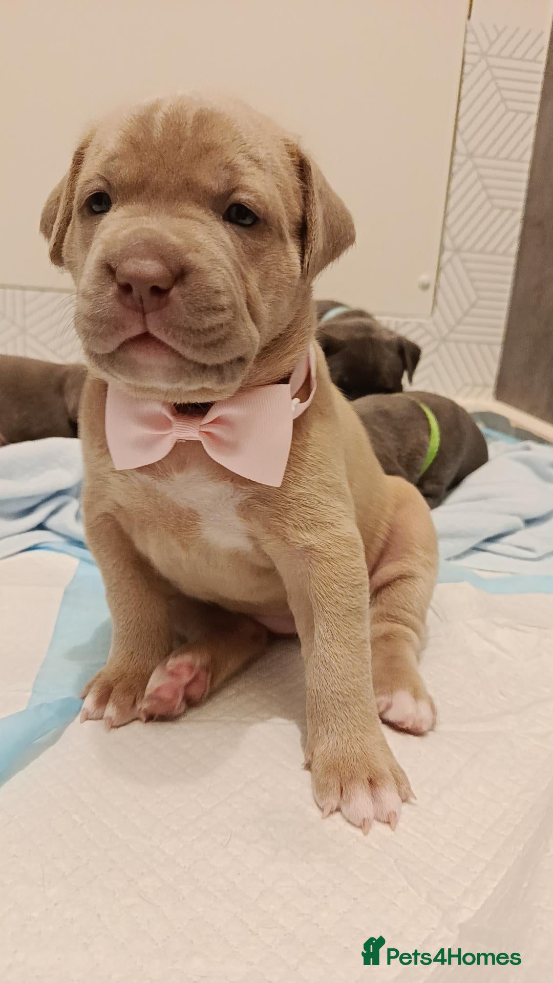 Mixed Breed dogs for sale: Beautiful Cane corso X Puppies  - Advert 18