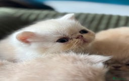 Exotic cats for sale: Superb GCCF Exotic kittens Health Tested parents - Image 9