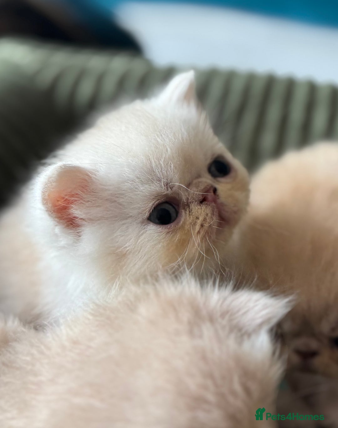 Exotic cats for sale: Superb GCCF Exotic kittens Health Tested parents - Image 9