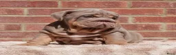 English Bulldog dogs for sale: 2 Handsome boys 💙 in Swindon - Advert 6