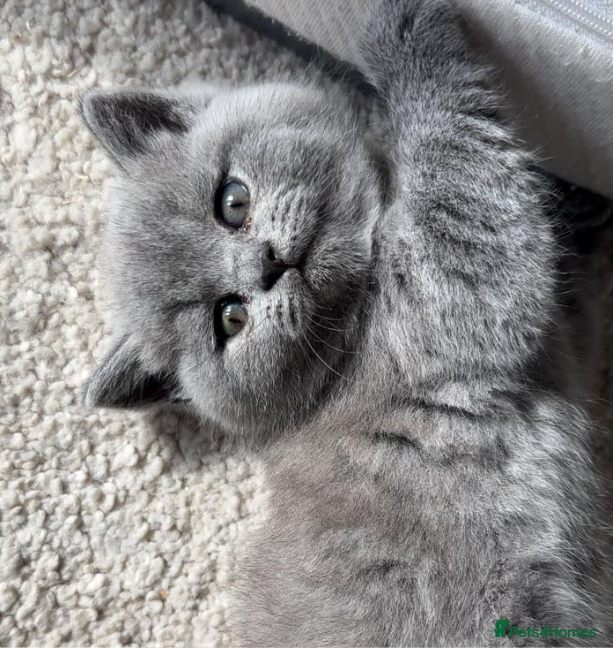British Shorthair cats X5 British Shorthair Kittens – GCCF Registered - Advert 2