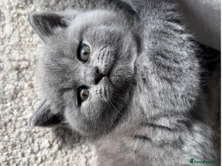British Shorthair cats X5 British Shorthair Kittens – GCCF Registered - Advert 3