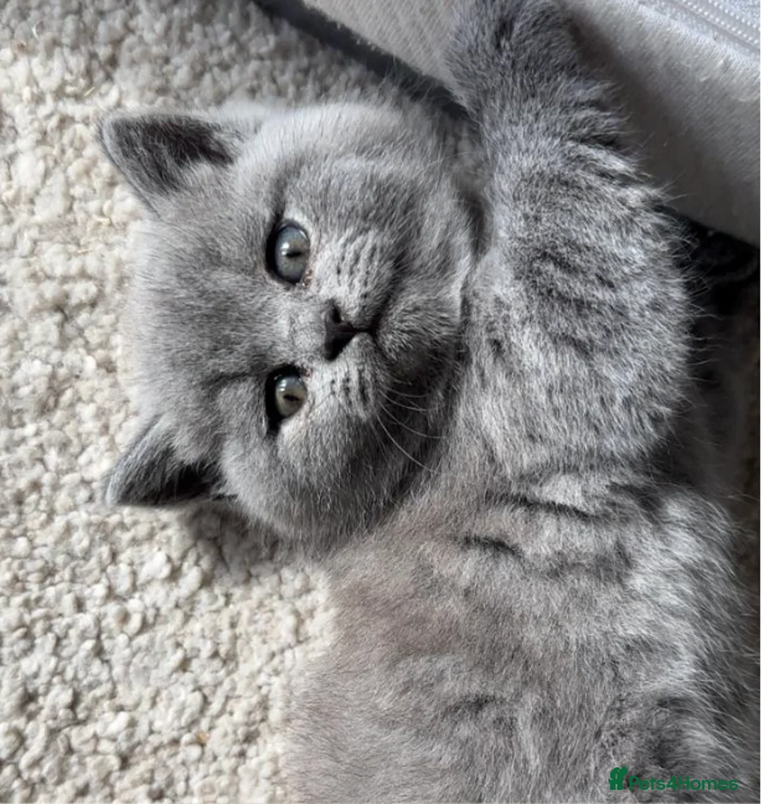 British Shorthair cats for sale: X5 British Shorthair Kittens – GCCF Registered - Advert 1