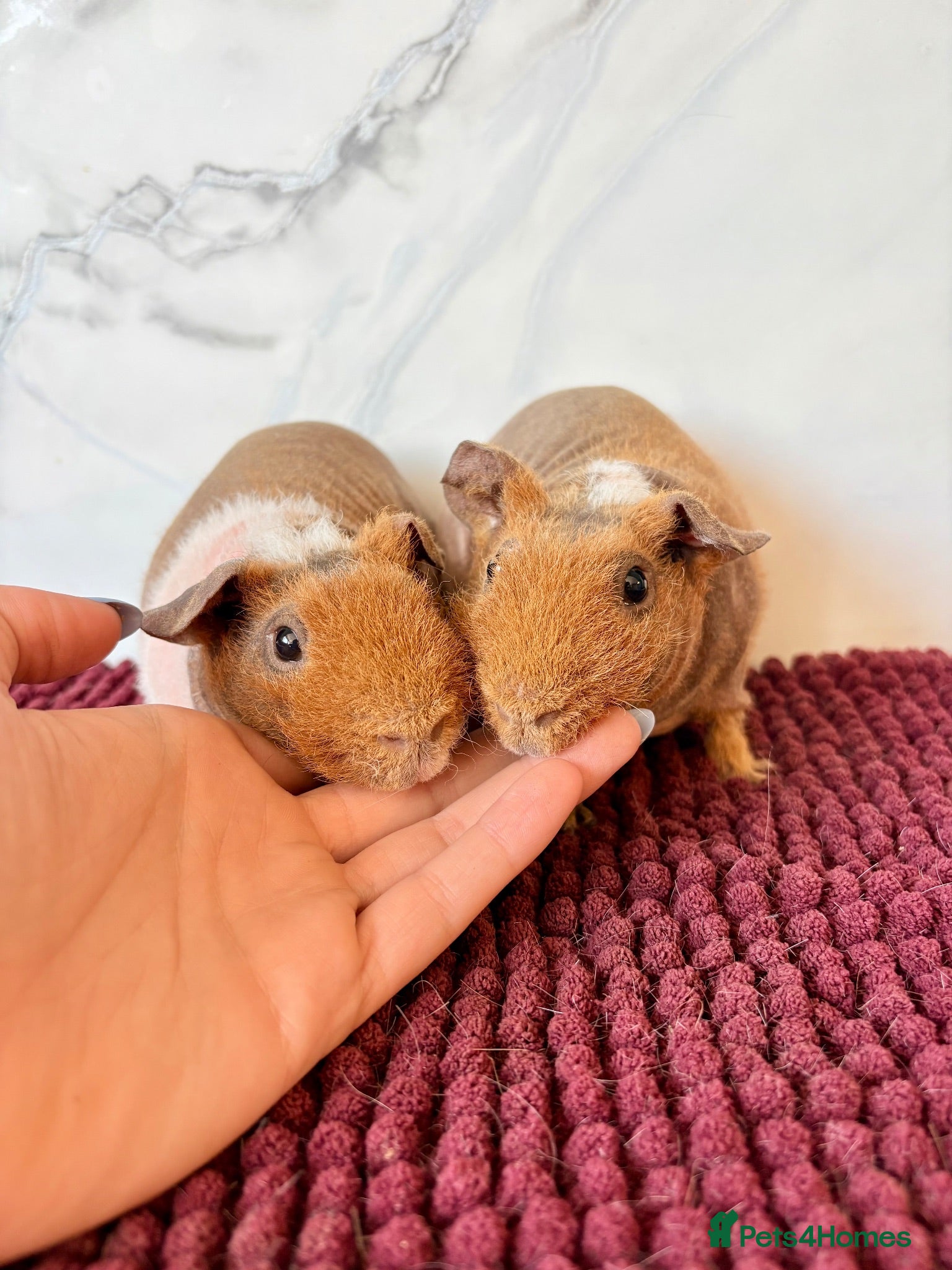 Guinea Pig rodents Baby bonded skinny pig brothers for sale 🩵 - Advert 1