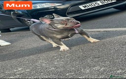 French Bulldog dogs for sale: Last 1 available,New shade Isabella French bulldog - Advert 12