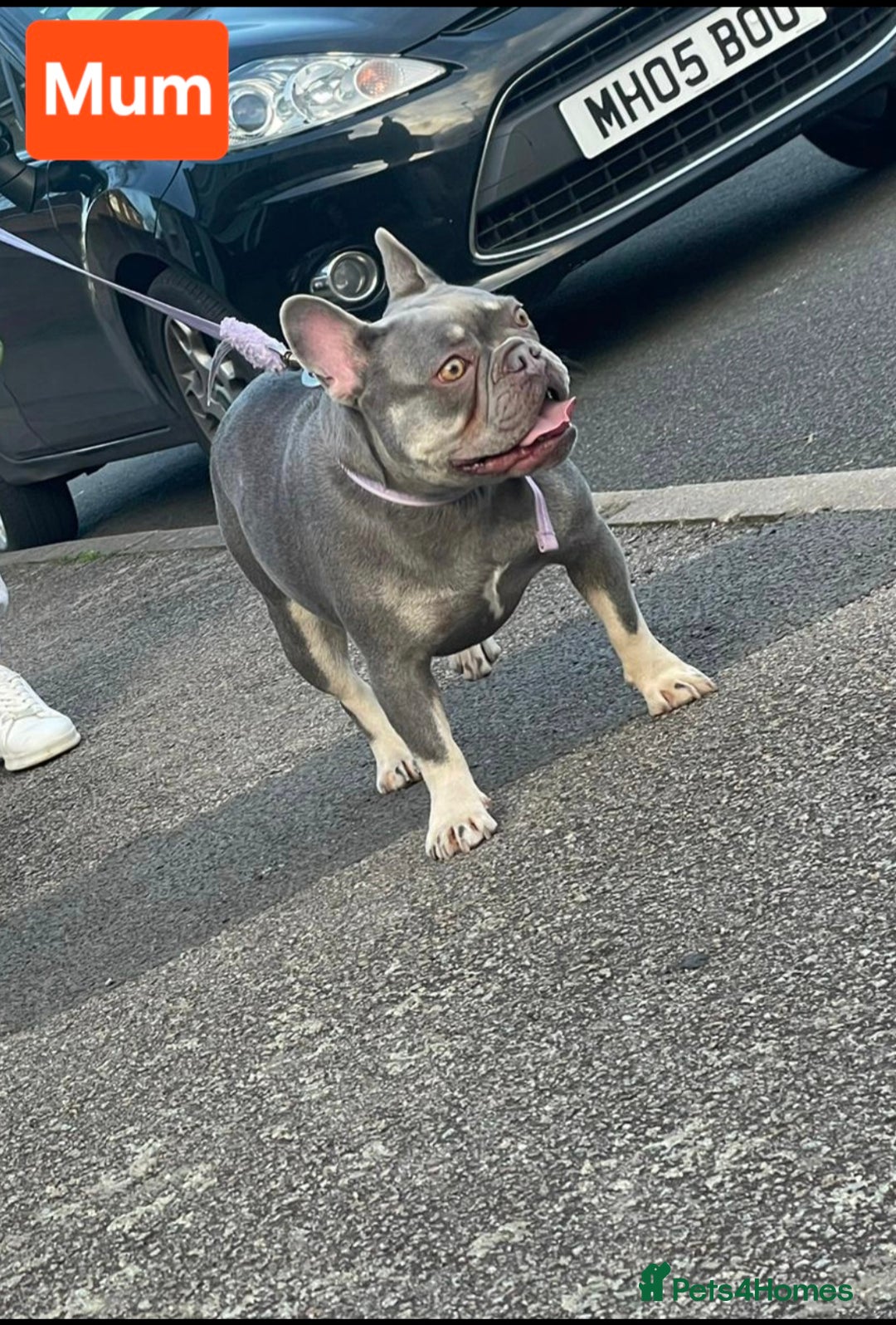 French Bulldog dogs for sale: Last 1 available,New shade Isabella French bulldog - Advert 12