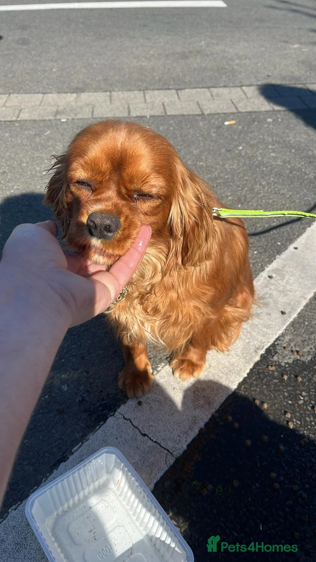 Cavapoo dogs for sale: You F1 Cavapoo puppies - Advert 20