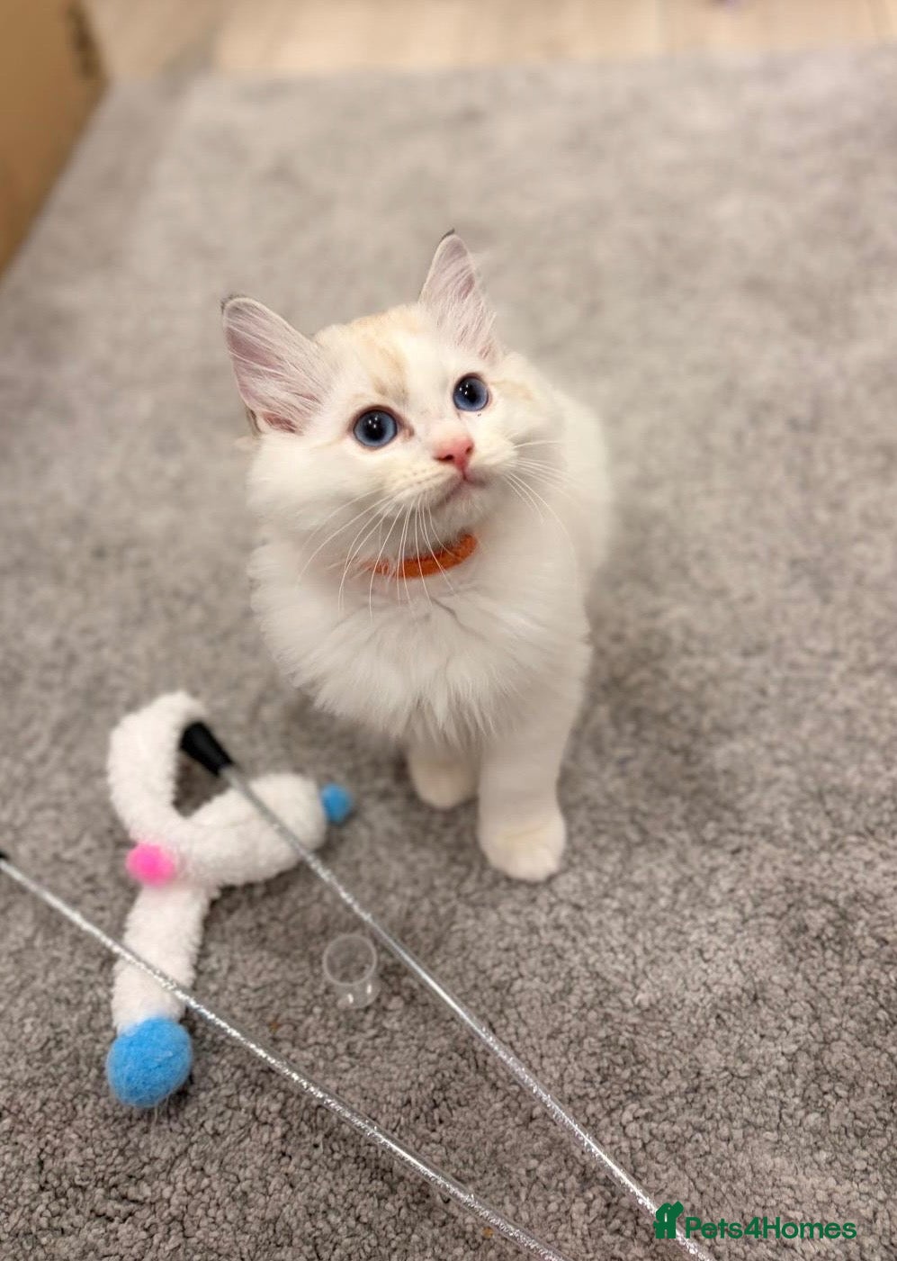Ragdoll cats for sale: 🐾 ONLY 1 LEFT! GCCF Registered Ragdoll Boy ✨ - Advert 14