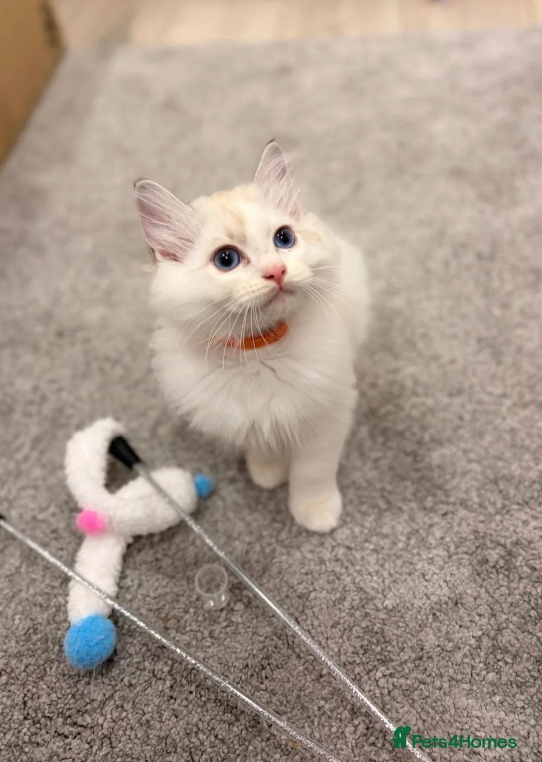 Ragdoll cats for sale: 🐾 ONLY 1 LEFT! GCCF Registered Ragdoll Boy ✨ - Advert 1