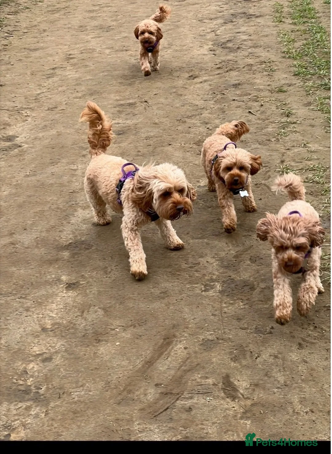Cavapoo dogs for sale: Cavapoo F1B puppies - Advert 15