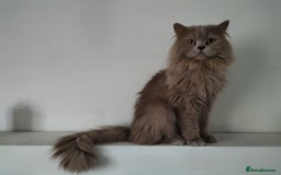 Ragdoll cats for sale: beautiful cats for sale - Image 1
