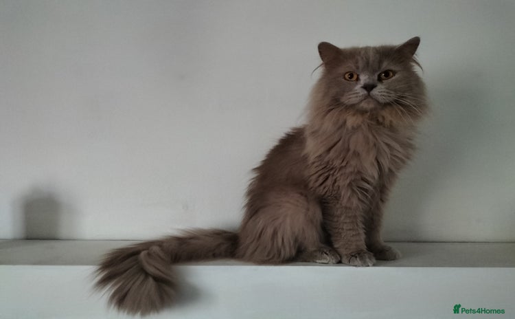 Ragdoll cats - Advert 6