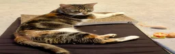 Domestic Shorthair cats for adoption: Penelope, pretty 18 month old girl  - Advert 4