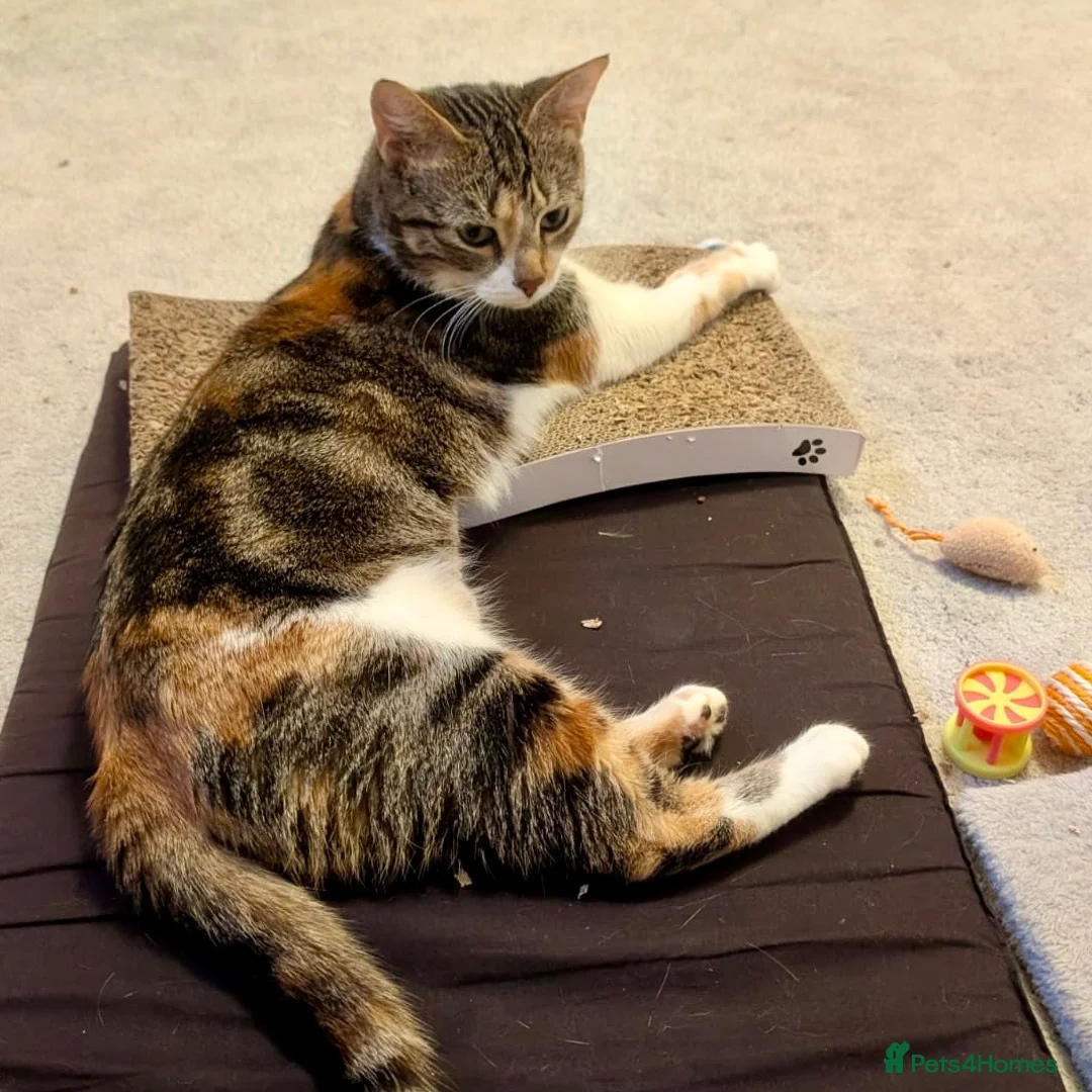 Domestic Shorthair cats for adoption: Penelope, pretty 18 month old girl  - Advert 4